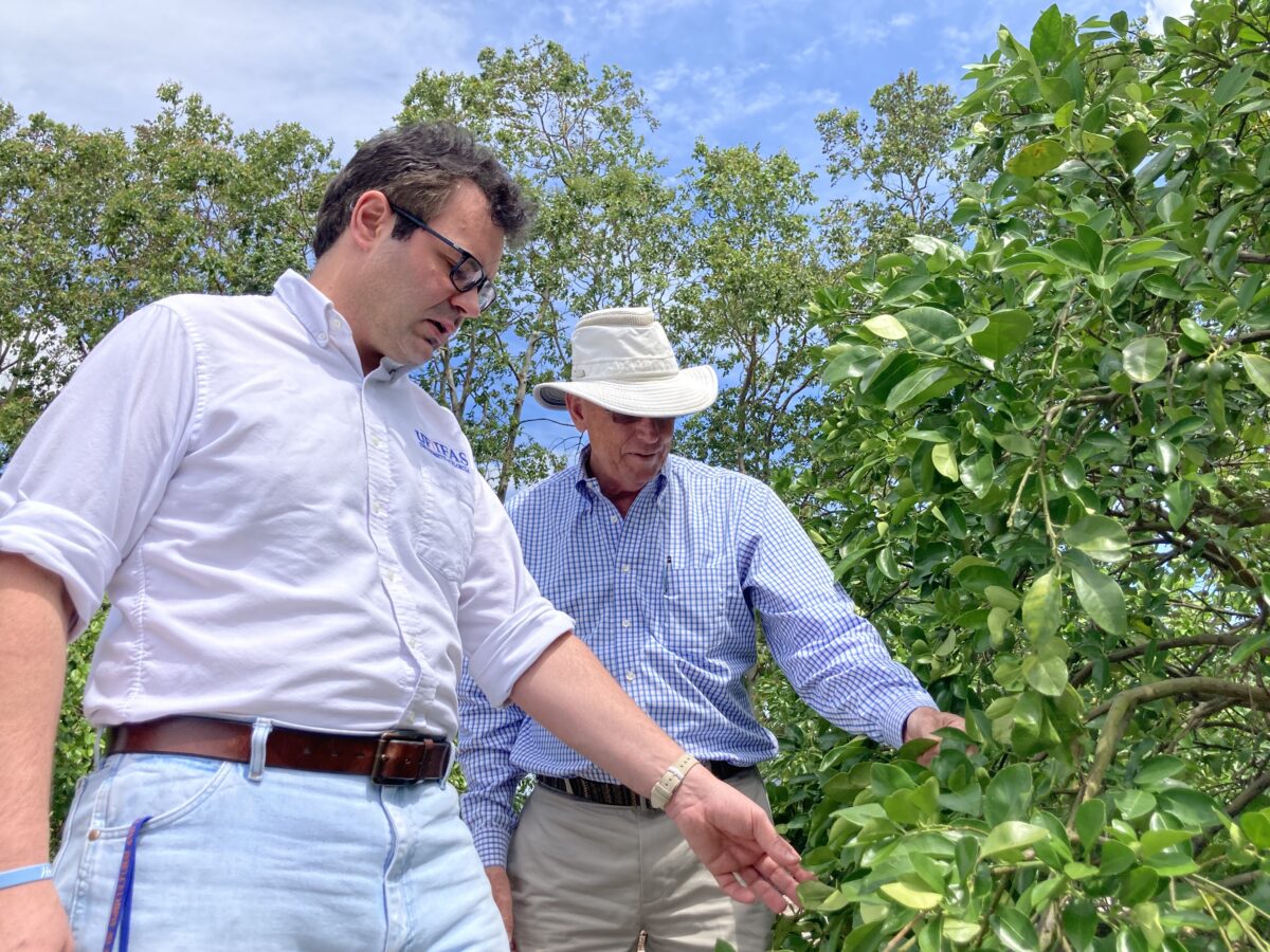 Two men looking down at a green plant