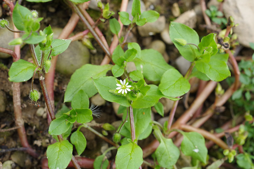 Thlaspi Green Bell - Europe - Greens, Foliages and Branches