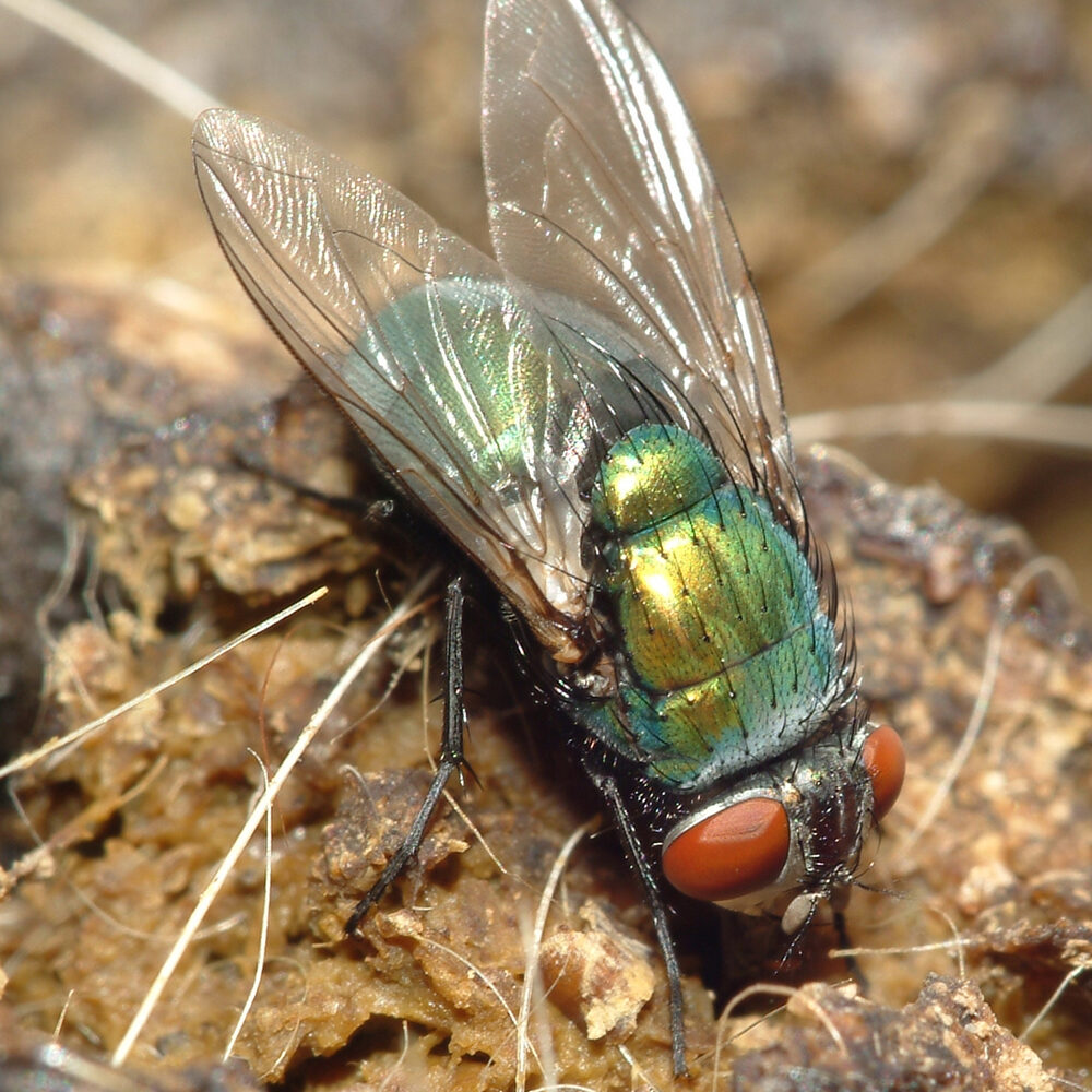 The common green bottle fly 
