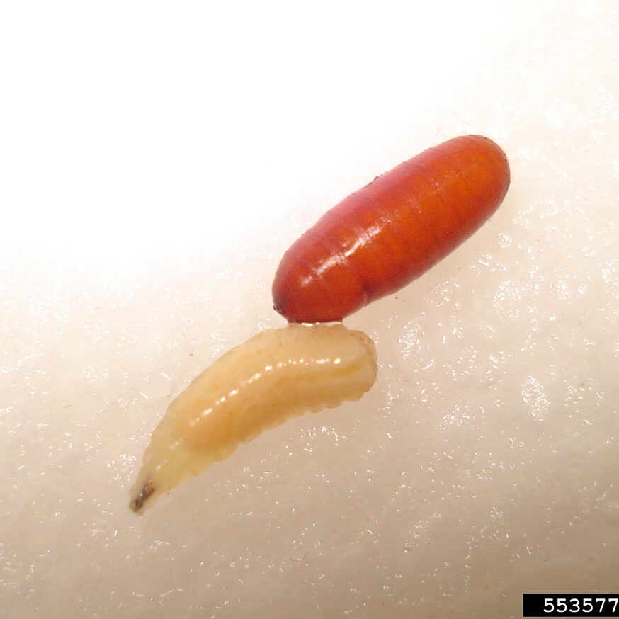 he common green bottle fly larva/pupa.