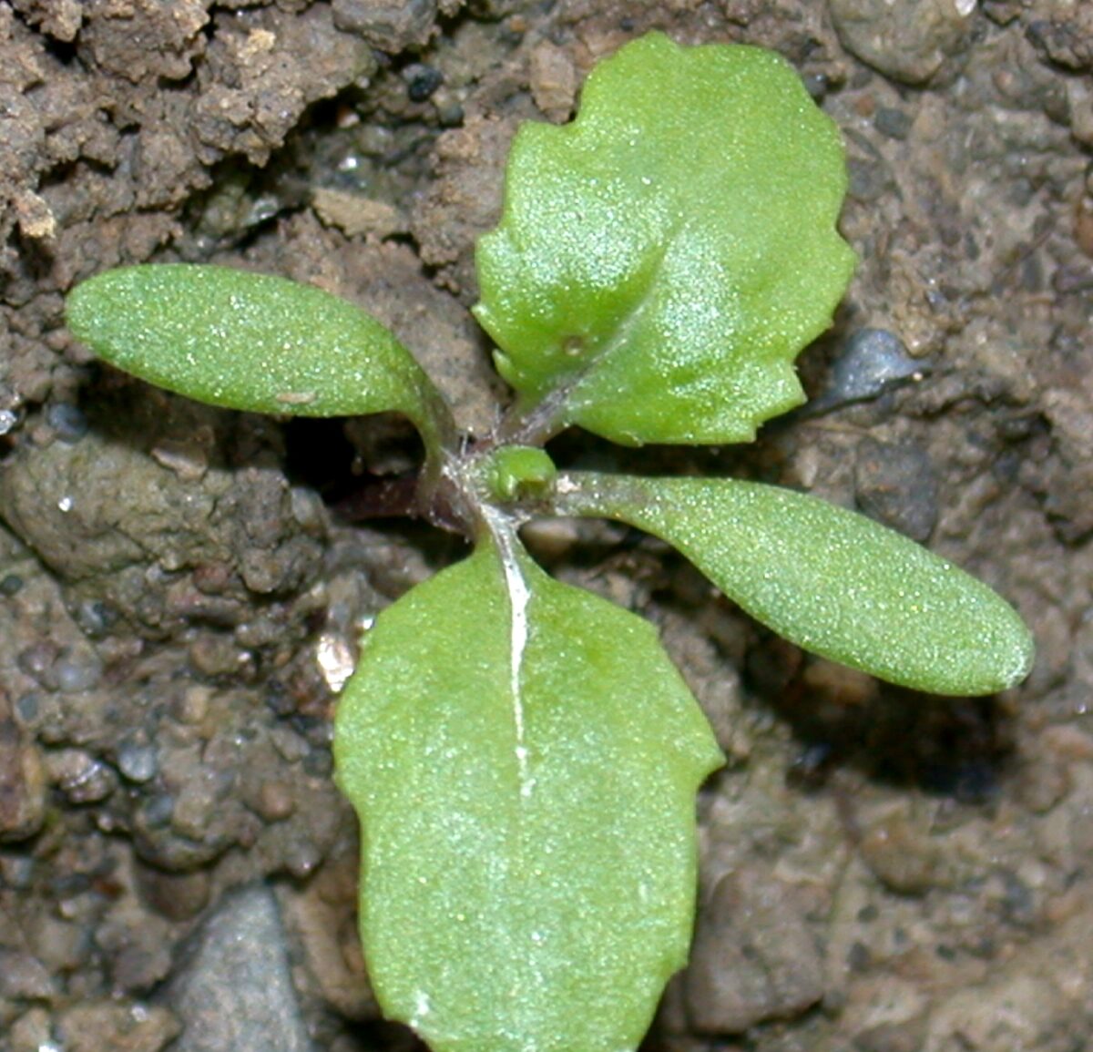 Common groundsel seedling