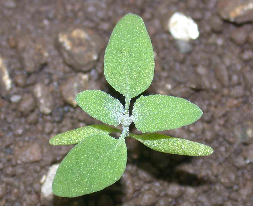 Common lambsquarters seedling