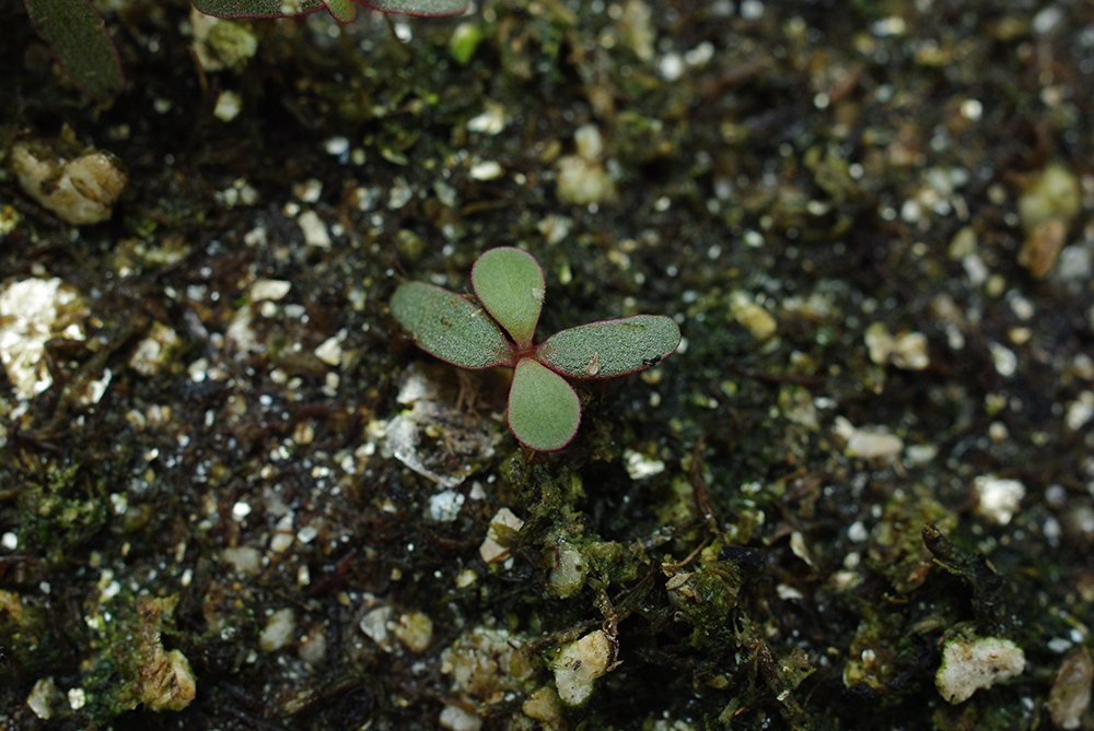 Common purslane seedling