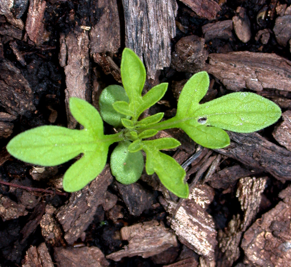 Common ragweed seedling