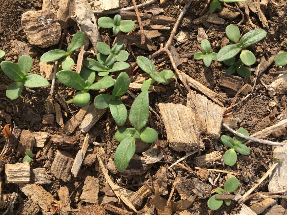 Common sunflower seedlings