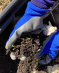 A handful of vermicompost