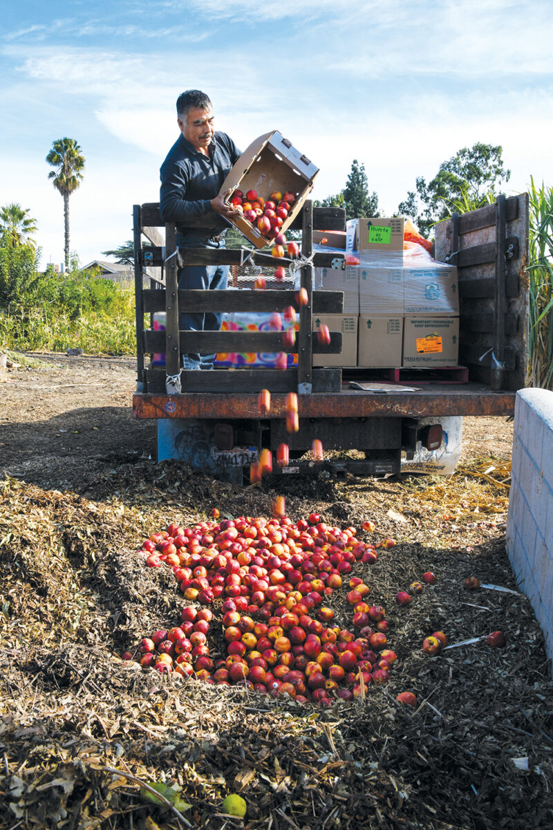 A man dumping apples from a create over the edge of a tractor into a hole in the ground