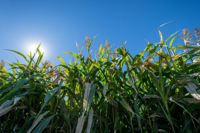 corn corn growing from a ground perspective
