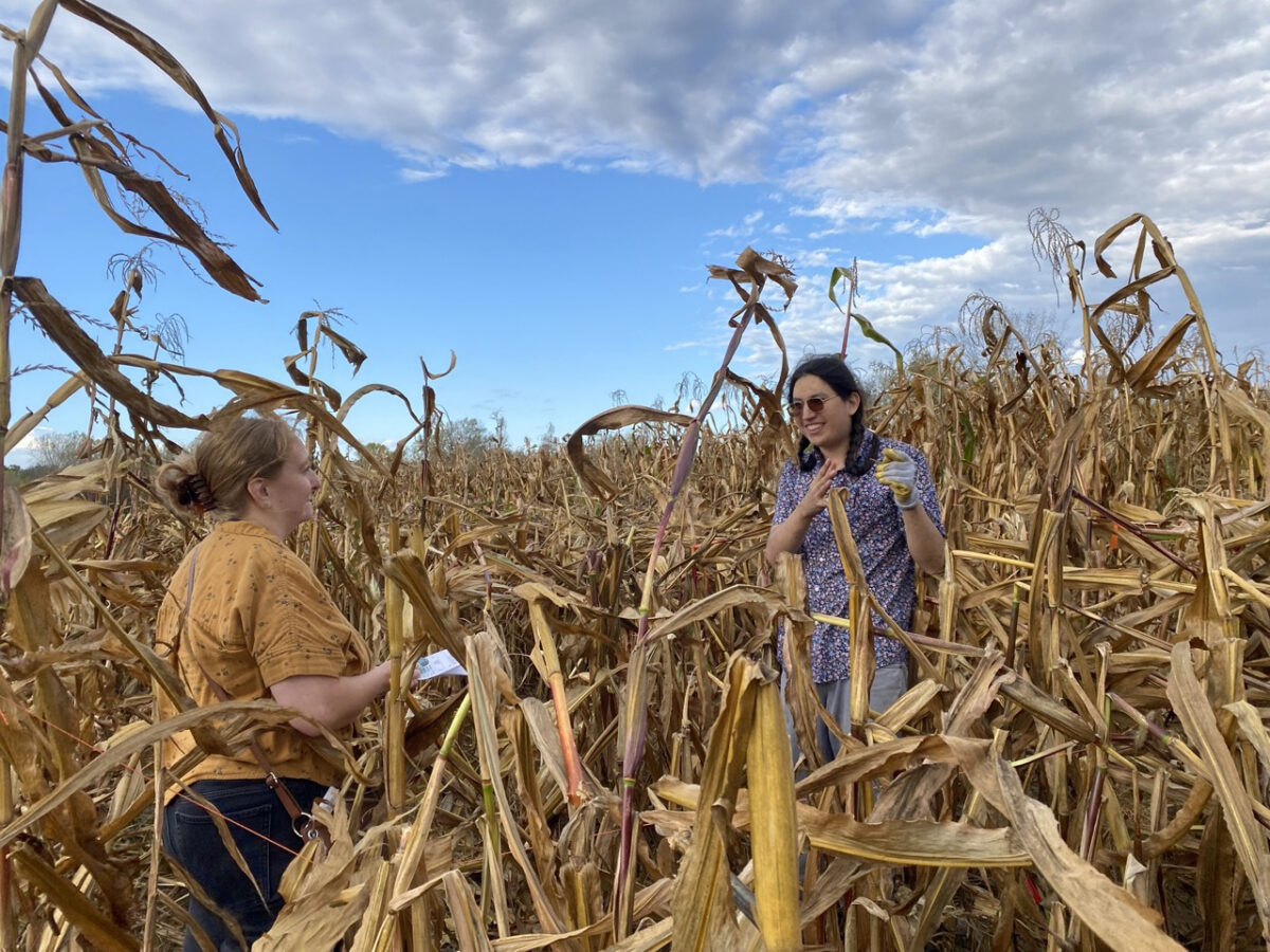Two women standing in a brown corn field