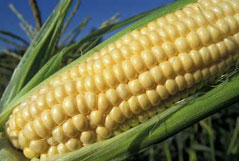 zoomed in shucked ear of corn