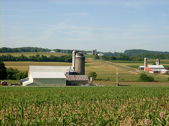 dairy farm and corn field