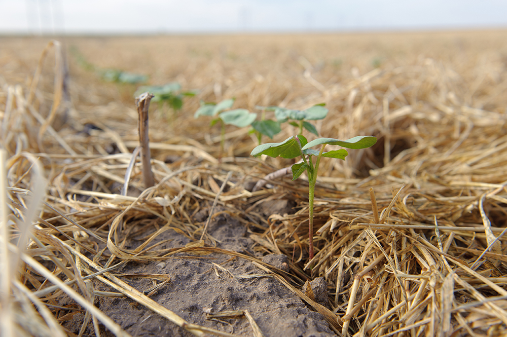 Cotton growing in wheat cover crop