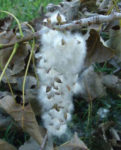 cottonwood cottonwood growing on a branch