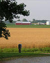 Yellow fields of farm field with a farm in the distance