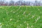 cover-crop-in-corn_remsberg.jpg Vast bright green field with a line of trees in the background