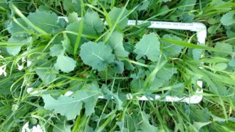 cover crops growing in a field