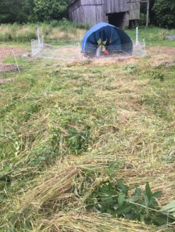 cover crops for forage