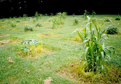 field of grass with multiple micro plots of different kinds of cover crops