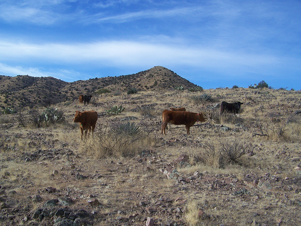 Cattle grazing in the west 