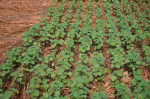 Green crops surrounded by tan cover crops
