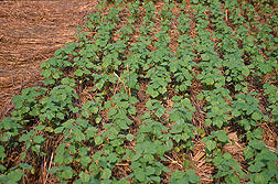 Cover Crops for Sustainable Crop Rotations - SARE