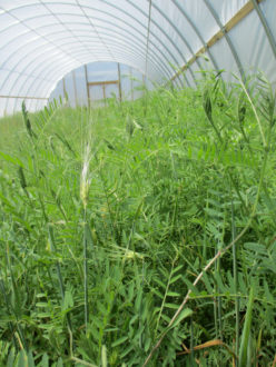 cover crop mix in a high tunnel cover crop mix in a high tunnel