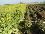 Cover Crops between crop rows