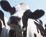 Black and white cow looking at the camera