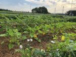 cowpea intercrop field