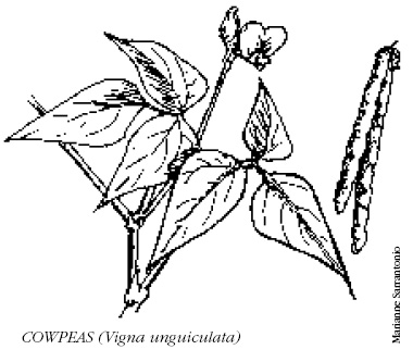 Cowpeas (Vigna unguiculata)