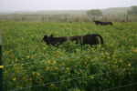 cows in pigeon pea