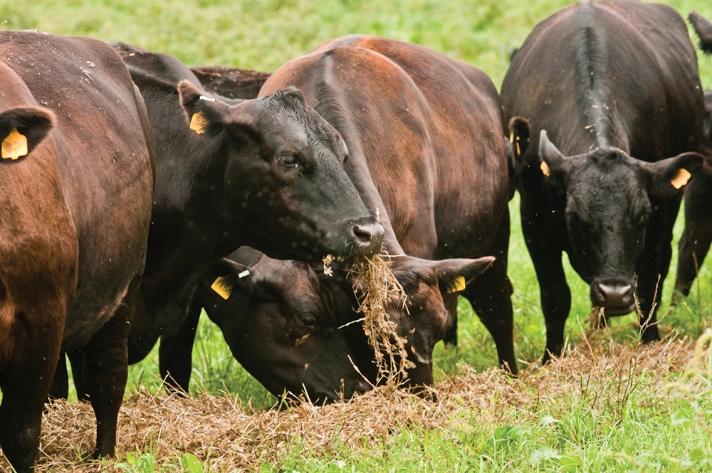 Black Angus cows and calves graze organic pastures, and for added nutrition and variety, they enjoy a daily feeding of sweet silage.