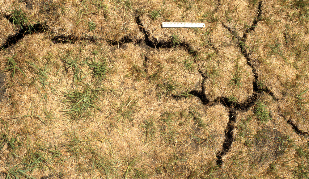 Cracks running through soil