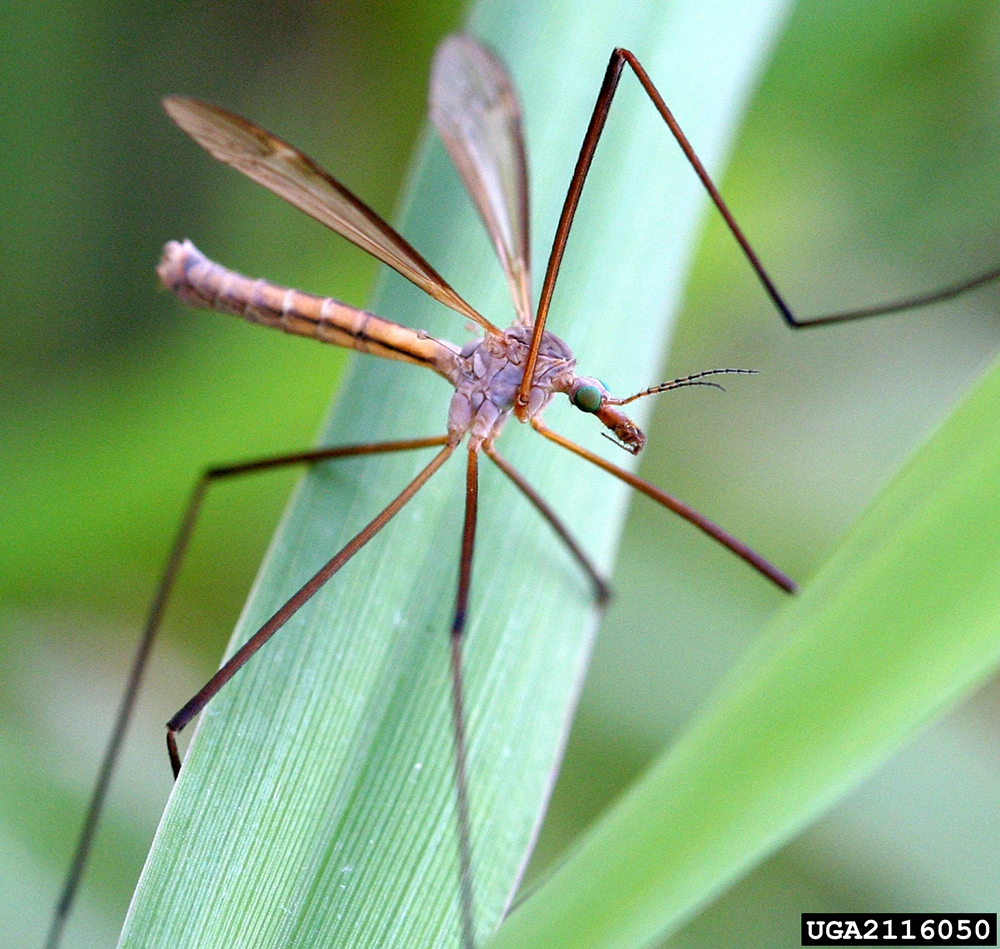 Crane fly with very long legs and a slender body on a blade of grass.