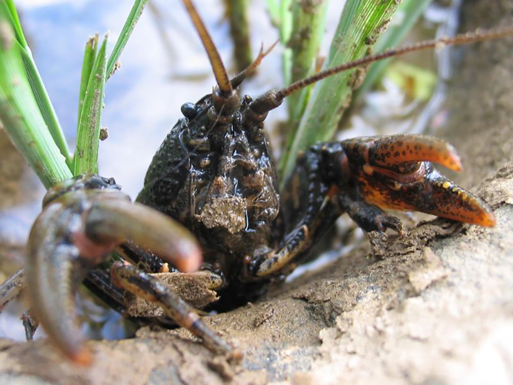 Crayfish emerging from a burrow with pincers extended. 