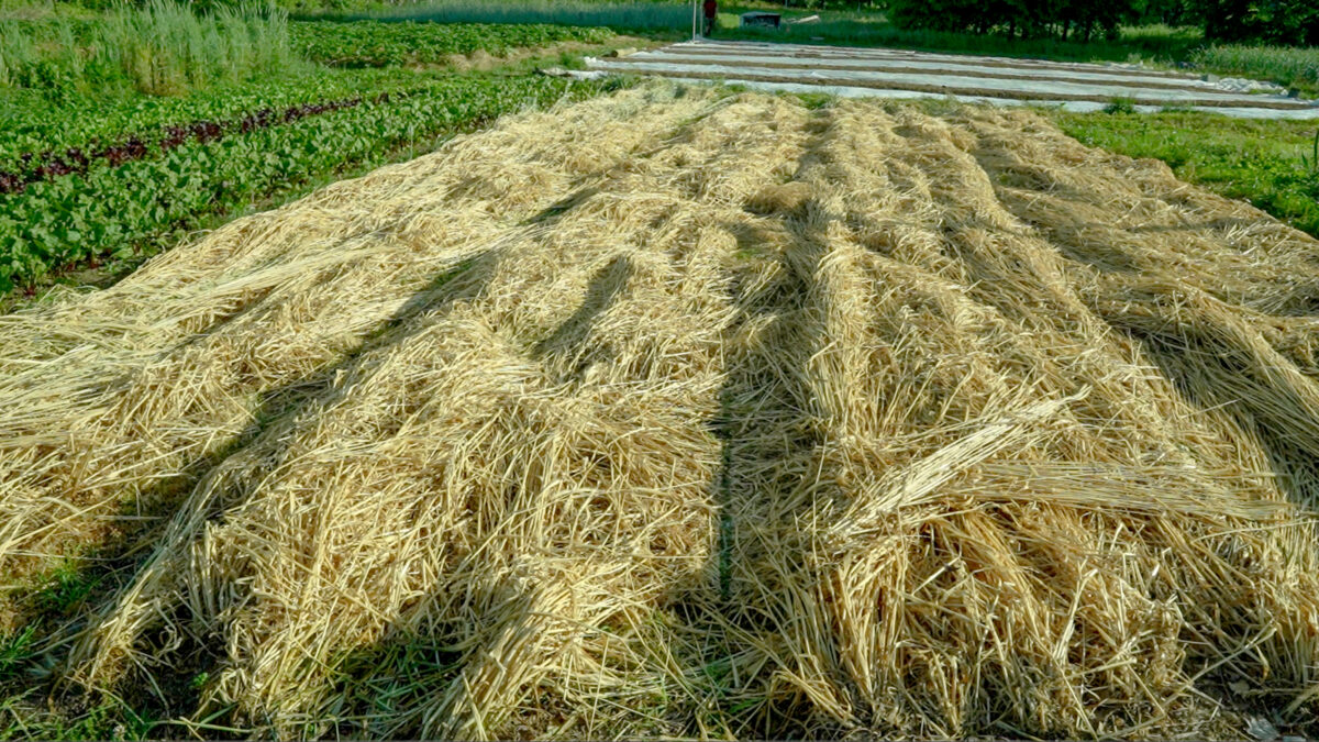 many beds are covered in a flattened layer of rye, which is thick and dried out