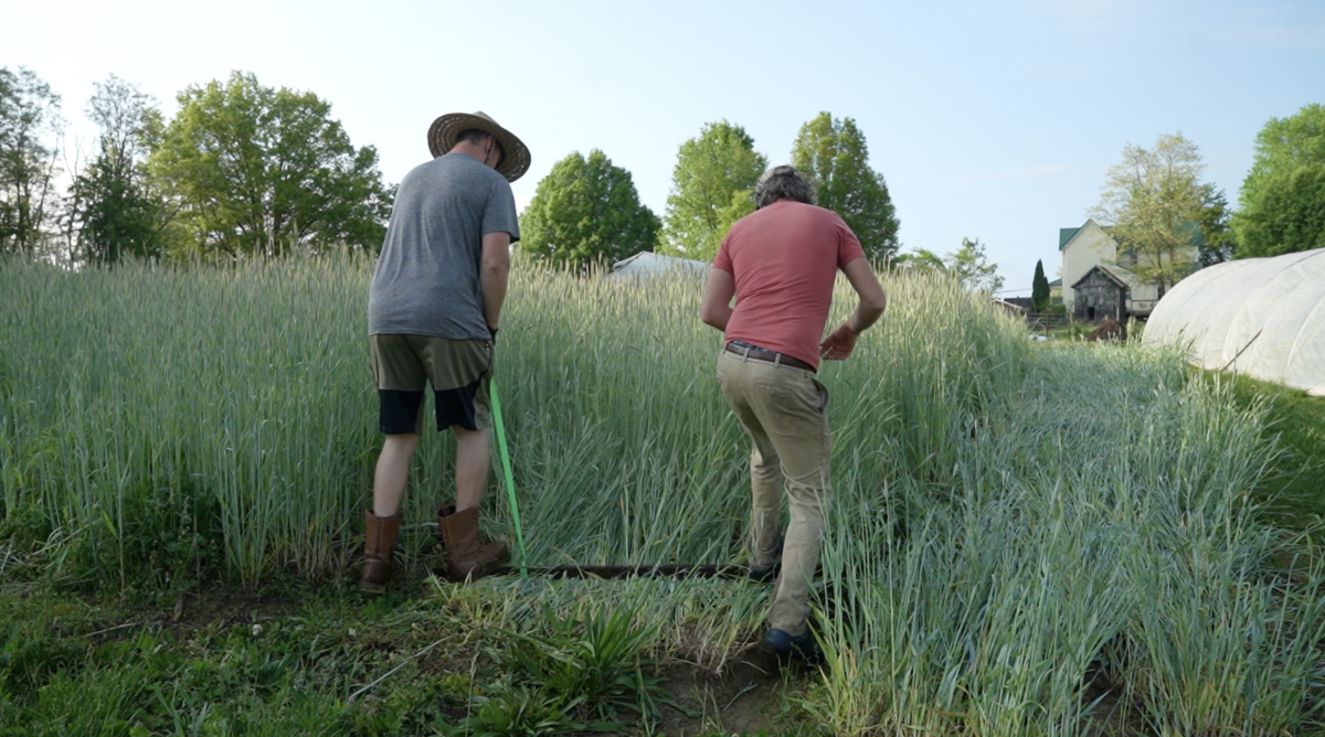 two people are flattening a bed of tall rye using a special tool. The tool includes a metal bar that they press into the ground with their feet, plus rope handles on either end that they hold with their hands