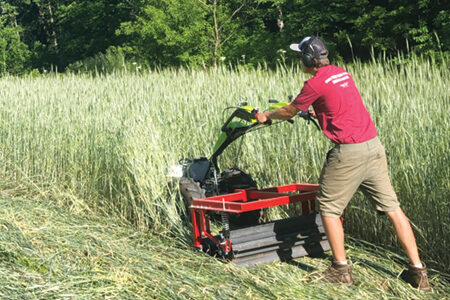 A farmer using a walk-behind roller crimper in a mature cover crop