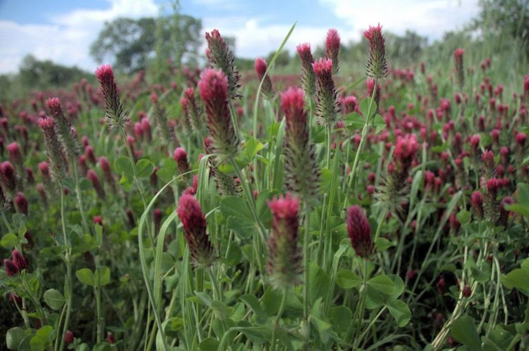 crimson clover field crimson clover field