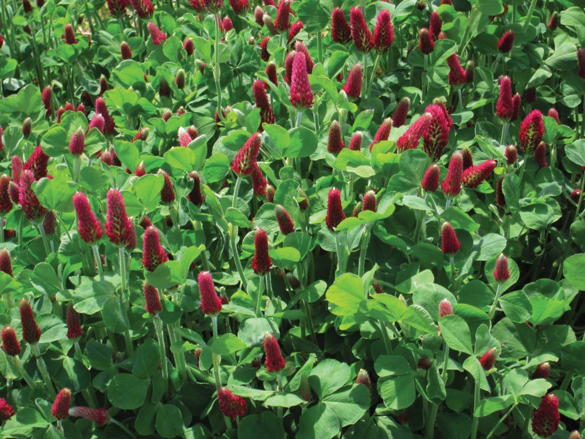 Field of crimson clover Field of crimson clover