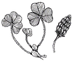 Crimson clover, a winter annual legume, grows rapidly in spring to fix high levels of nitrogen.