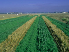 Rotations have been called the most important management tool in organic systems. Research at this long- term systems trial at the University of California- Davis points to starting a rotation with crops that require less nitrogen.
