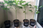 okra plants in pots
