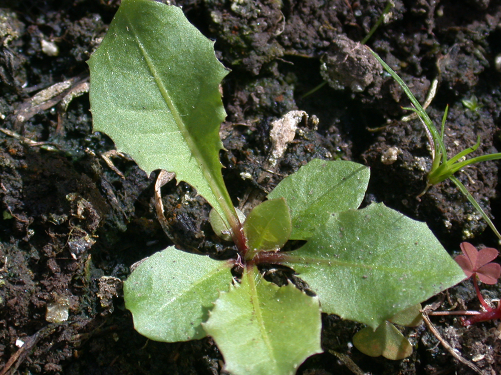 Dandelion seedling 