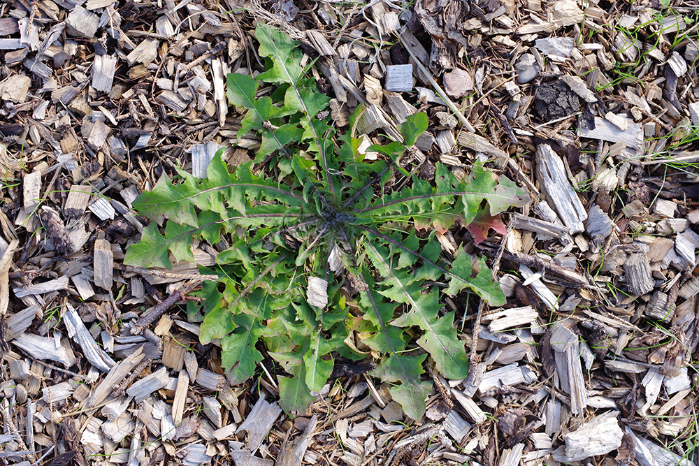 Dandelion rosette growing in mulch