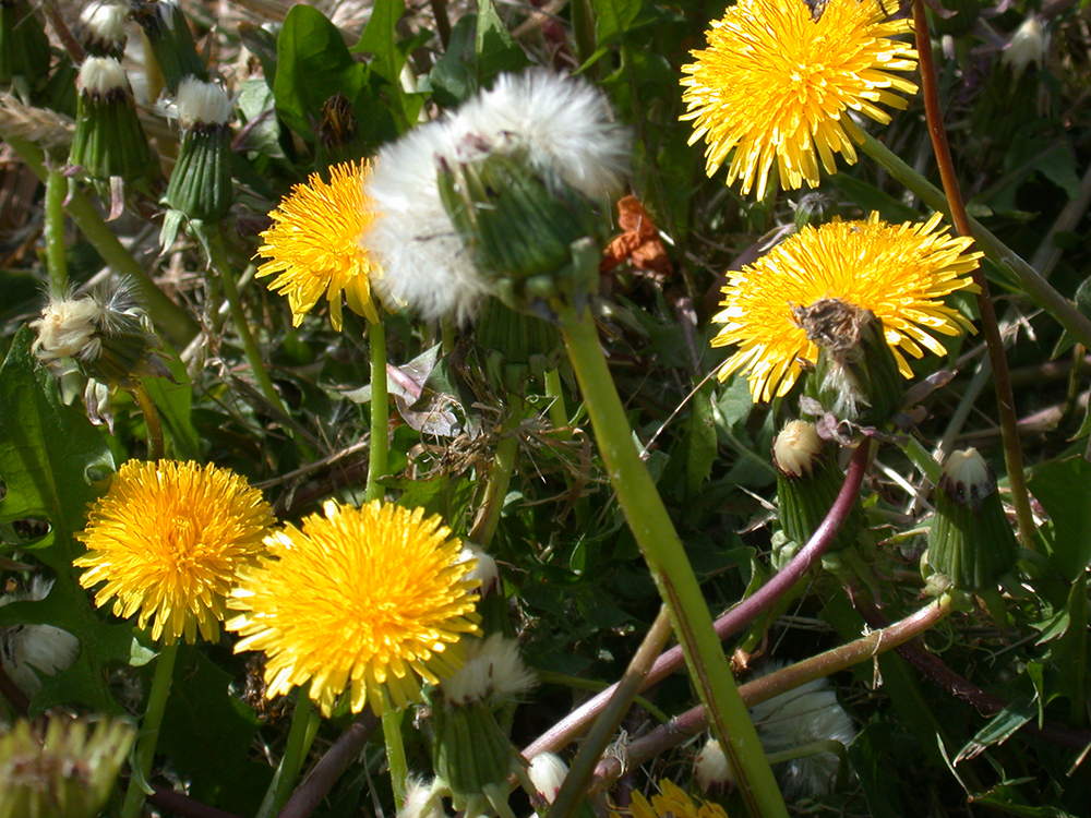 Dandelion plant in flower