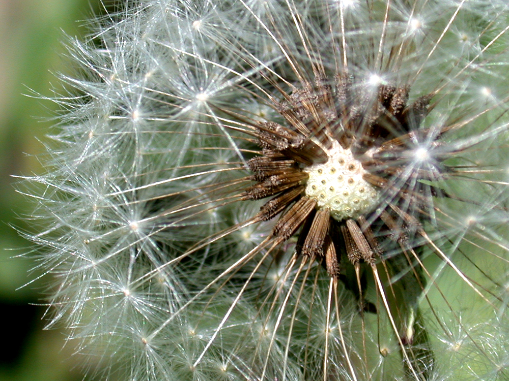 Dandelion with mature seeds 