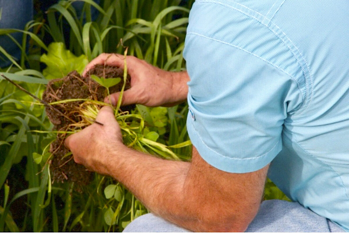 A close up that shows a person kneeling in a field of cover crops, holding some plants and their roots, which he pulled from the ground as part of a demonstration.