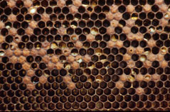 Deteriorating brood typical with high levels of V. destructor.