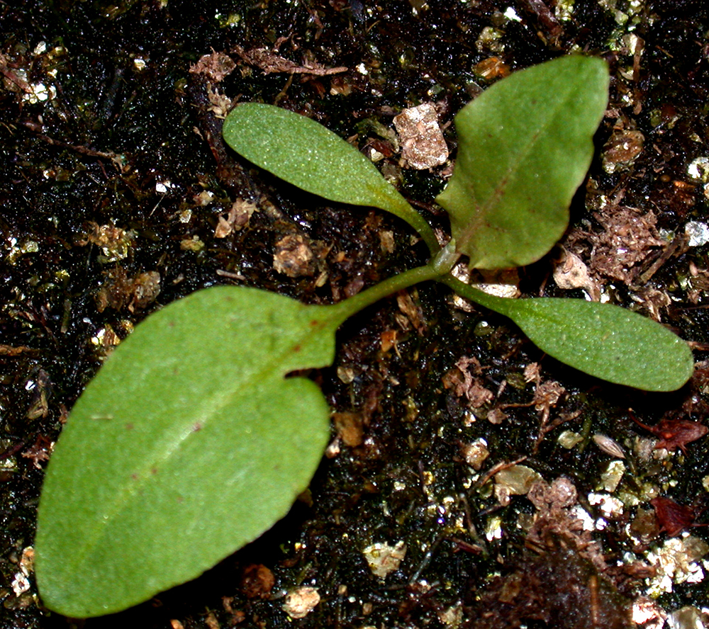 Curly dock seedling